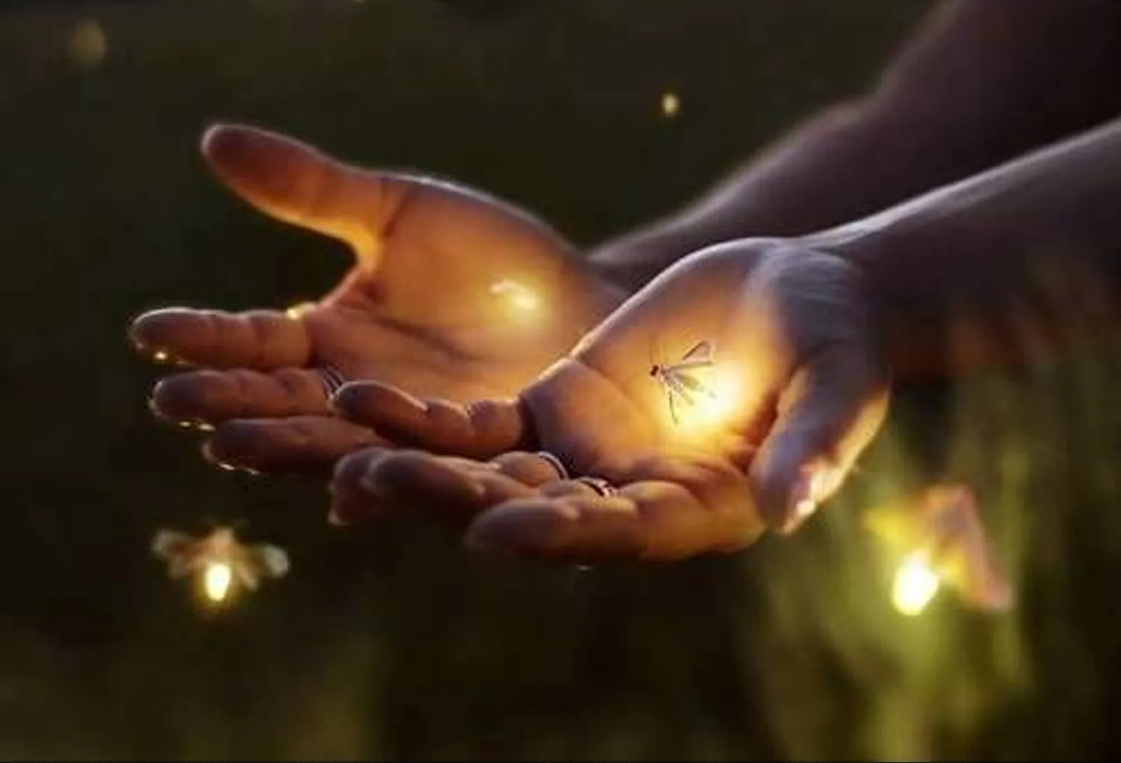 Village Firefly Night Tour